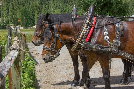 Mit der Pferdekutsche zur Veranstaltung in Pertisau